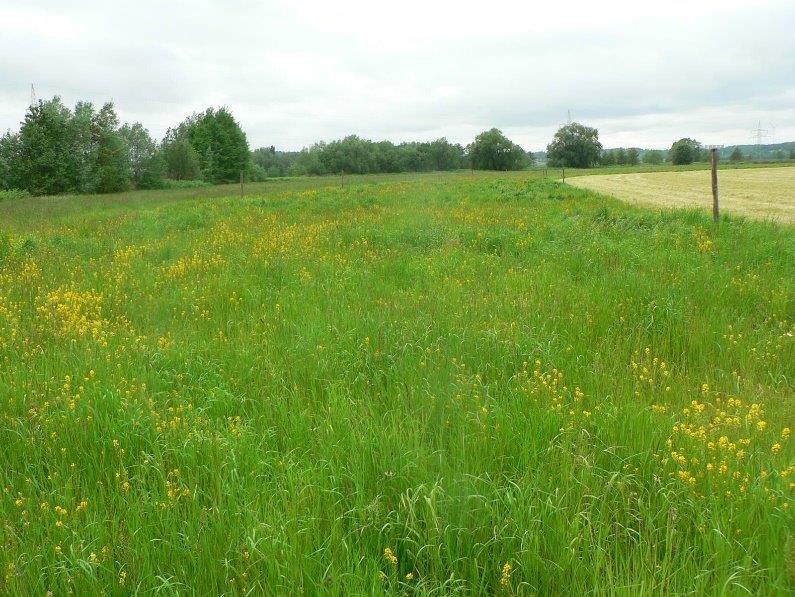 Landschaftsraum mit Feldgehölzen als Grundlage der Standortprüfung